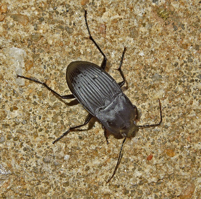 Notched-mouthed Ground Beetle 
