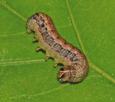 Fall Armyworm Moth Larva (9666)