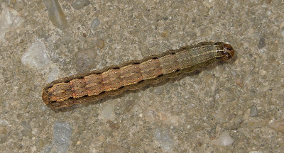 Fall Armyworm Moth Larva (9666)