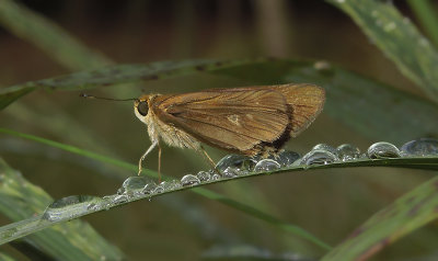 Salt Marsh Skipper