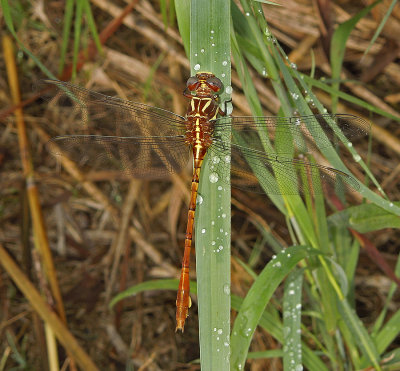 Two-striped Forceptail