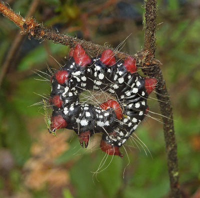 Azalea Caterpillar Moth  (7905)