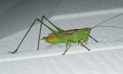 Short-winged Meadow Katydid 