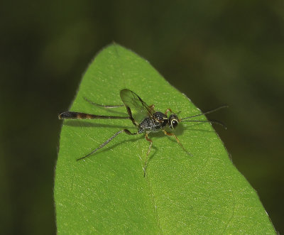 Anomalon sp.