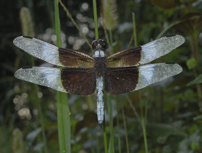 Widow Skimmer