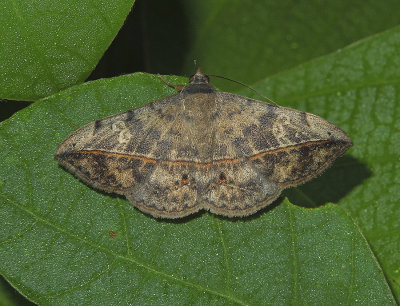 Velvetbean Caterpillar Moth (8574)