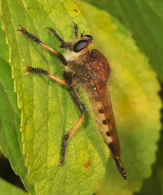 Red-footed Cannibalfly 