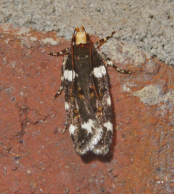 Redbud Leaffolder Moth (2204)