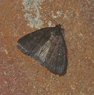 Rotund Idia Moth (8326)