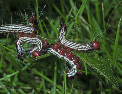 Azalea Caterpillar Moth Larva (7905)