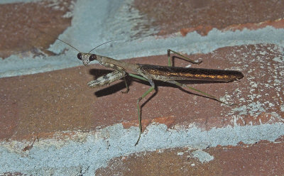 Carolina Mantid