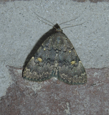 Common Idia Moth (8323)