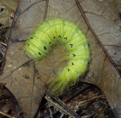 Spotted Apatelodes Moth Caterpillar (7663)