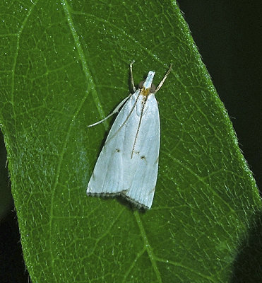 Milky Urola Moth (5463)