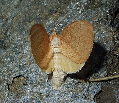 White-dotted Prominent Moth (7915)