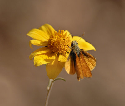 Orange Skipperling 