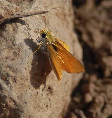 Orange Skipperling