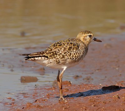Pacific Plovers on Maui