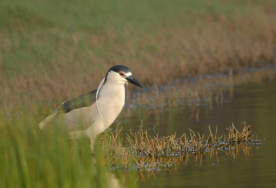 Black-crowned Night Heron