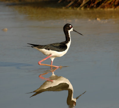 Hawaiian Black-neck Stilt