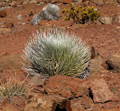 Haleakala Silversword