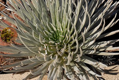 Haleakala Silversword