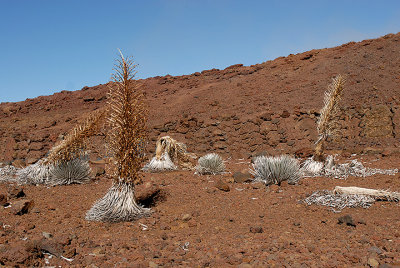 Haleakala Silversword