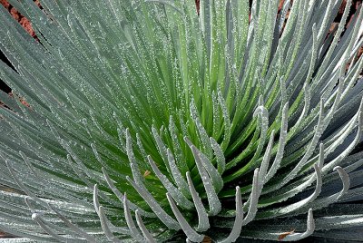 Haleakala Silversword