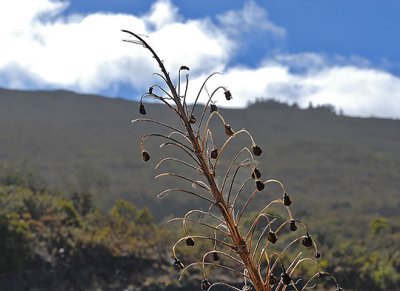 Haleakala Silversword