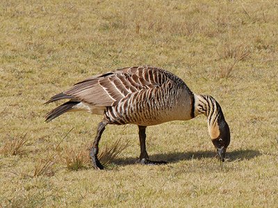 Hawaiian Goose (Nene)(ENDANGERED)