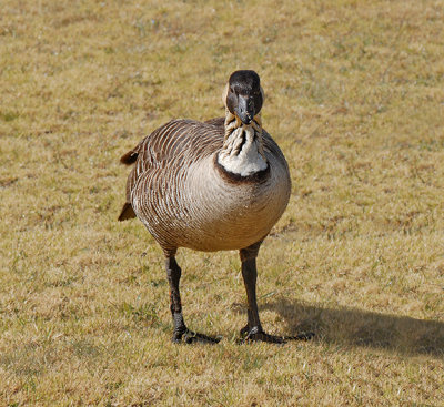 Hawaiian Goose (Nene)