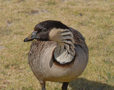 Hawaiian Goose (Nene)
