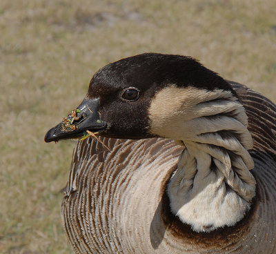 Hawaiian Goose (Nene)(ENDANGERED)