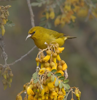 'Amakihi