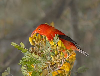 'I'iwi