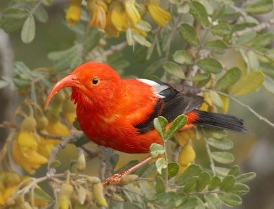 'I'iwi