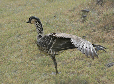 Hawaiian Goose (Nene)