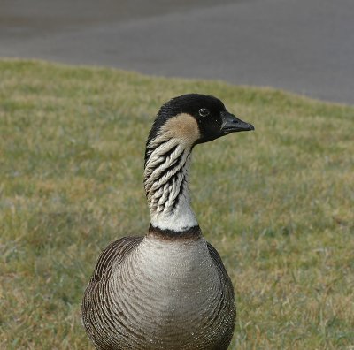 Hawaiian Goose (Nene)