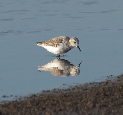 Maui Sanderlings