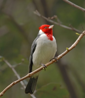 Red-crested Cardinal