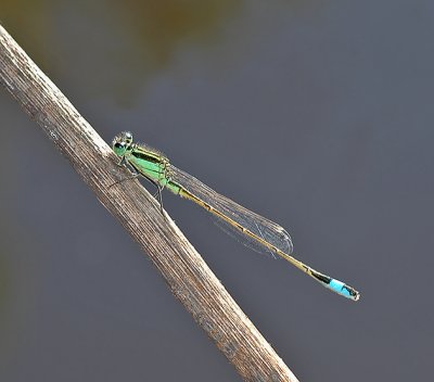 Rambur's Forktail Damselfly