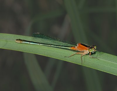 Rambur's Forktail Damselfly