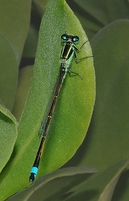 Rambur's Forktail Damselfly