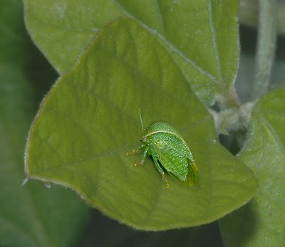 Treehoppers, Leafhoppers, Planthoppers, Spittlebugs, Plataspids, and Allies
