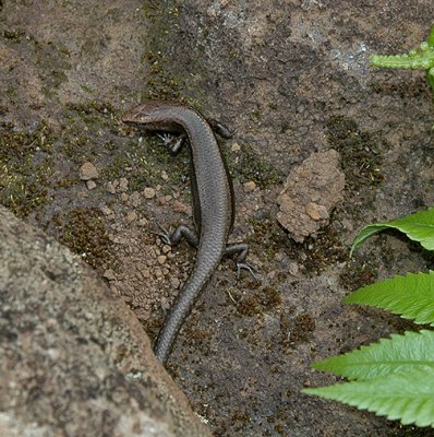 Rainbow Skink