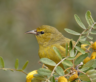 'Amakihi