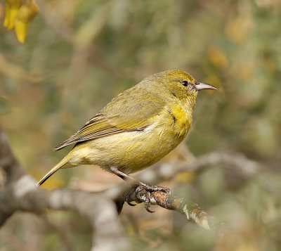 'Amakihi