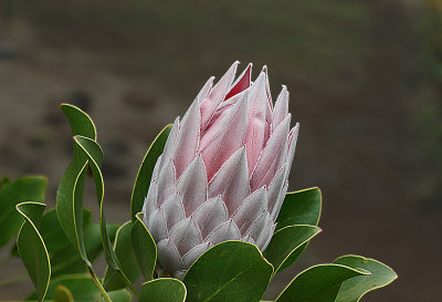 King Protea