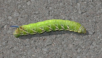 Five-spotted Sphinx Moth Caterpillar (7776)
