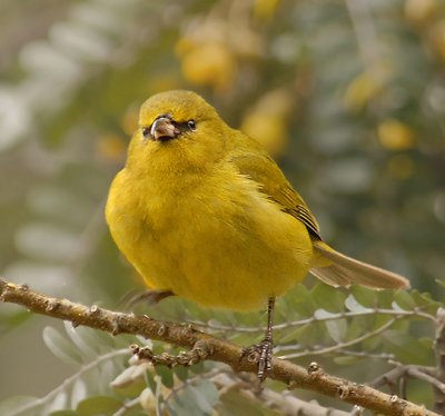 'Amakihi